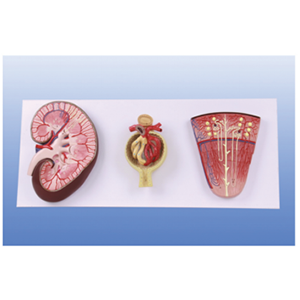 Kidney profile, nephron, glomerular model